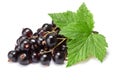 Blackcurrant bunch (Ribes Nigrum), clipping path