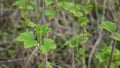 Blackcurrant bush is in bloom in the spring. Horizontal panorama, camera movement.