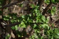 Blackcurrant bush blooms leaves in early spring, sunny day in april Royalty Free Stock Photo