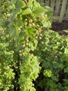 Blackcurrant bush new growth Royalty Free Stock Photo