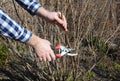 Blackcurrant bush pruning with bypass secateurs. Gardener cut blackcurrant bush branch in springtime. Royalty Free Stock Photo