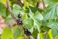 Blackcurrant bush with ripe black currants Royalty Free Stock Photo