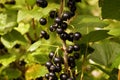 Harvest of blackcurrants. Fruit on the bush. Royalty Free Stock Photo