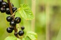Blackcurrant fruit on the bush. Harvest of ripe fluffy blackcurrant. Black fruits on a green background.