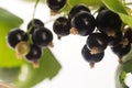 Blackcurrant fruit full of vitamins