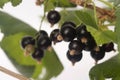 Blackcurrant fruit full of vitamins