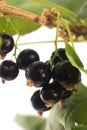 Blackcurrant fruit full of vitamins