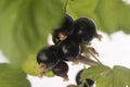 Blackcurrant fruit full of vitamins