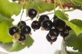 Blackcurrant fruit full of vitamins