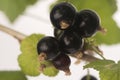 Blackcurrant fruit full of vitamins