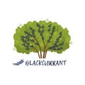 Blackcurrant garden berry bush with name vector Illustration