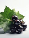 Blackcurrant with green leaf