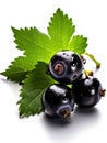 Blackcurrant with green leaf