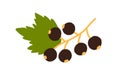 Blackcurrant growing on branch with leaf. Fresh black currant. Garden berries on sprig. Ripe cassis plant. Colored flat