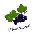Blackcurrant isolated on white background Royalty Free Stock Photo