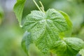 a blackcurrant leaf in close-up growing on a bush