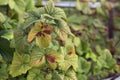 blackcurrant leaf damage as symptoms of anthracnose Royalty Free Stock Photo