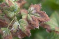 blackcurrant leaf damage as symptoms of fusarium wilt Royalty Free Stock Photo