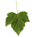 Blackcurrant leaf Royalty Free Stock Photo