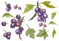 Blackcurrant with leaf isolated on white background. Hand-drawn watercolor illustration.