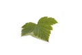 Blackcurrant leaf isolated on white background with shadow macro Royalty Free Stock Photo