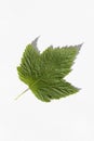 Blackcurrant leaf on white with shadow macro photo Royalty Free Stock Photo