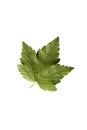 Blackcurrant leaf on white macro photo Royalty Free Stock Photo