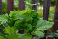 Blackcurrant leaves affected by pests
