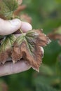 blackcurrant leaves damaged by fungal disease Fusarium or Verticillium wilt