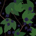Blackcurrant and leaves isolated on a black background