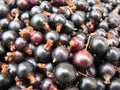 Blackcurrant macro picture