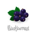 Blackcurrant, organic fruit, vegetarianism, vitamins in the garden vector illustration, vector particles