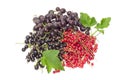 Blackcurrant, redcurrant and jostaberry on a light background