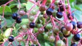 The blackcurrant Ribes nigrum, also known as black currant or cassis.