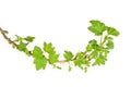 Blackcurrant branch in spring Royalty Free Stock Photo