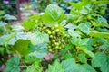 Blackcurrant ripening on branch in summer garden.