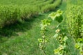 Blackcurrant shrubs