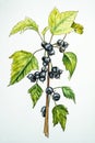 Blackcurrant watercolor illustration. Black currant branch set. Hand drawn watercolor illustration, isolated on white background Royalty Free Stock Photo