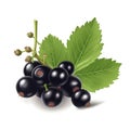 Blackcurrant on white background. Fresh fruits. Healthy food concept