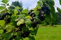 Blackcurrants on the branch in the garden, harvest of blackcurrants on the branch Royalty Free Stock Photo