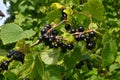 Blackcurrants on the branch in the garden, harvest of blackcurrants on the branch Royalty Free Stock Photo