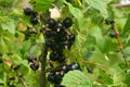 Blackcurrants on the branch in the garden, harvest of blackcurrants on the branch Royalty Free Stock Photo