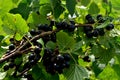 Blackcurrants on the branch in the garden, harvest of blackcurrants on the branch Royalty Free Stock Photo