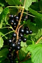 Blackcurrants on the branch in the garden, harvest of blackcurrants on the branch