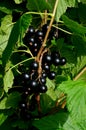 Blackcurrants on the branch in the garden, harvest of blackcurrants on the branch Royalty Free Stock Photo