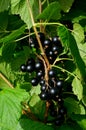 Blackcurrants on the branch in the garden, harvest of blackcurrants on the branch Royalty Free Stock Photo