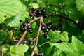 Blackcurrants on the branch in the garden, harvest of blackcurrants on the branch Royalty Free Stock Photo