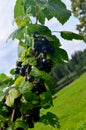 Blackcurrants on the branch in the garden, harvest of blackcurrants on the branch Royalty Free Stock Photo