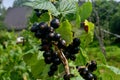 Blackcurrants on the branch in the garden, harvest of blackcurrants on the branch Royalty Free Stock Photo