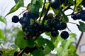 Blackcurrants on the branch in the garden, harvest of blackcurrants on the branch Royalty Free Stock Photo